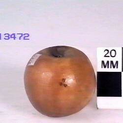 Apple Model - Golden Nonpareil, Burnley, 1879