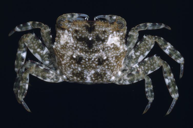 Dorsal view of crab specimen.