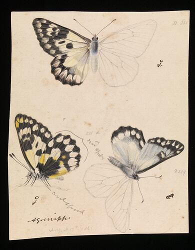 Wood White Butterfly, Delias aganippe. Drawing.