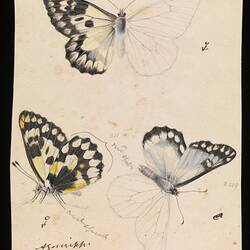 Wood White Butterfly, Delias aganippe. Drawing.