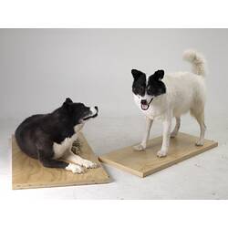 Two Husky specimens mounted on boards.