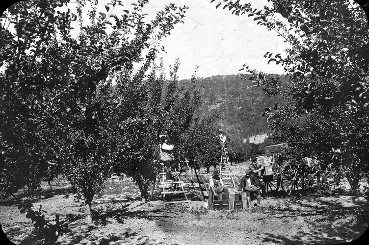 Lantern Slide - Picking Fruit, Pomonal, Victoria, 1908-1912. [BA 1462]