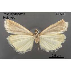 Moth specimen, ventral view.