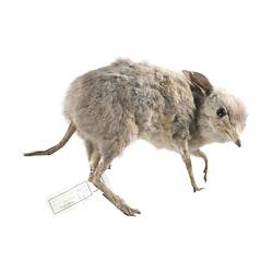 Side view of taxidermied bandicoot specimen.