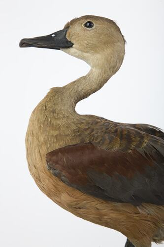 <em>Dendrocygna javanica</em>, Lesser Whistling-Duck, mount.  Registration no. B 32285.