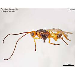 Wasp specimen, lateral view.