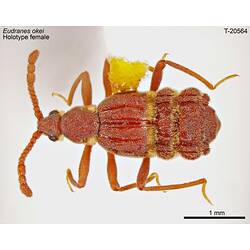 <em>Eudranes okei</em> Chandler, 2001