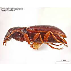 Beetle specimen, lateral view.