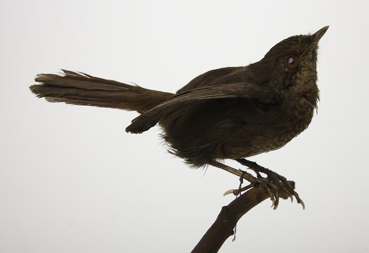 Side view of small brown bird specimen mounted on branch.
