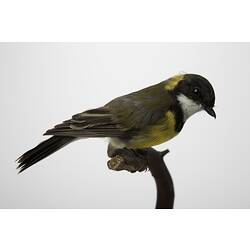 Side view of yellow-breasted, brown and white bird specimen mounted on branch.