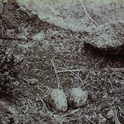 Black Oystercatchers Nest