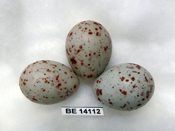 Three bird eggs with specimen label.