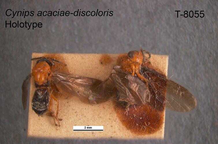 Wasp specimen, dorsal view.