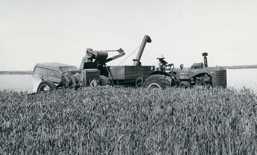 Man driving a tractor coupled to a Header Harvester in wheat field.