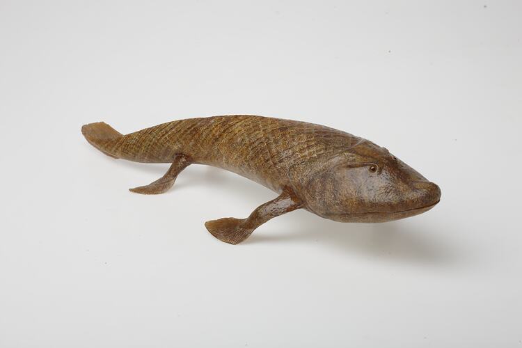 Model of tiktaalik, extinct lobe-finned fish.