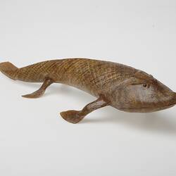Model of tiktaalik, extinct lobe-finned fish.
