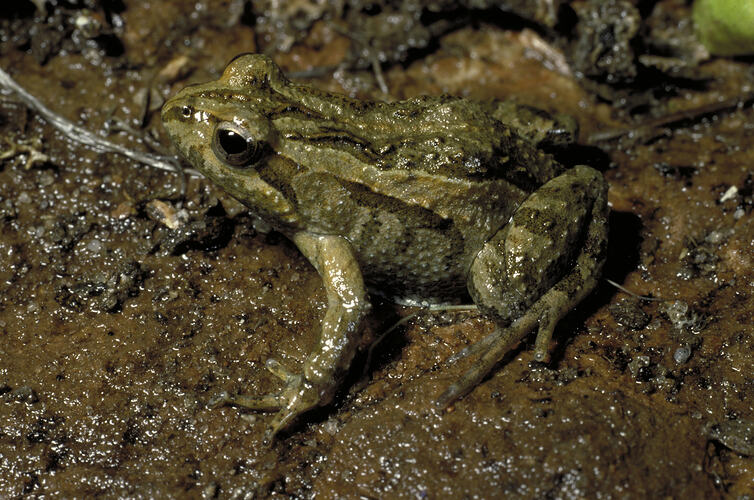 An Eastern Sign-bearing Froglet sitting in the mud.