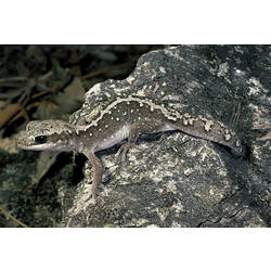 <em>Diplodactylus vittatus</em> Gray, 1832, Wood Gecko