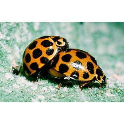 Common Spotted Ladybirds mating on a leaf.