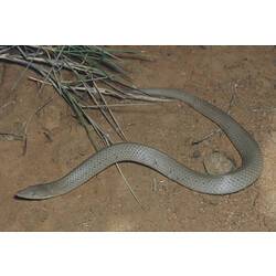 A Burton's Snake-lizard on soil near grass.