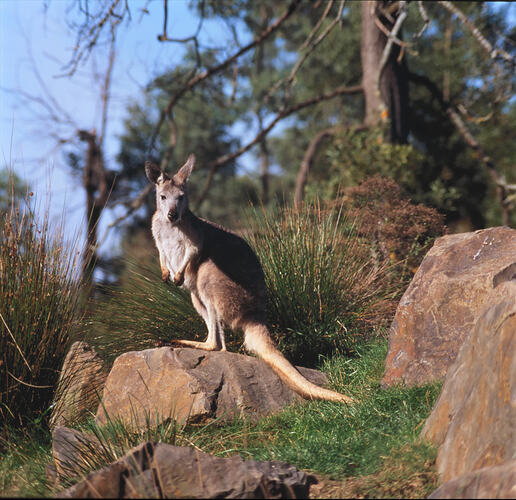 An Eastern Wallaroo standing on top of a rock.