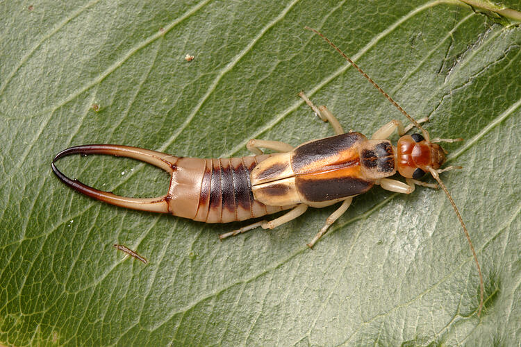 A Common Brown Earwig on a leaf.