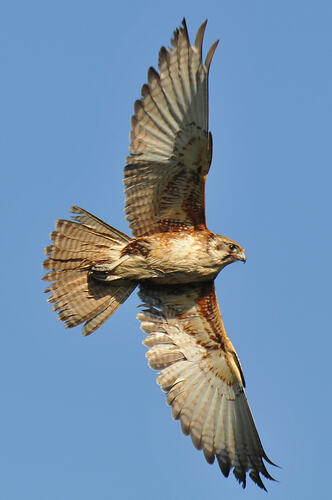 A Brown Falcon in flight, wings outstretched against a blue sky.
