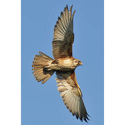<em>Falco berigora</em> Vigors & Horsfield, 1827, Brown Falcon
