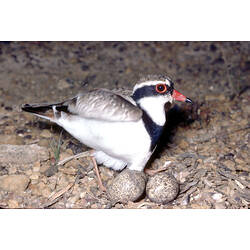 A Black-fronted Dotterel standing on pebbles above two brown speckled eggs.