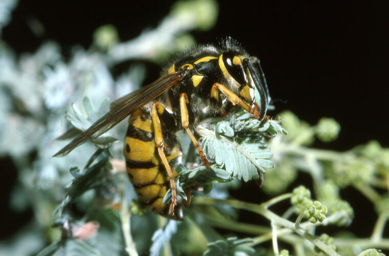 A European Wasp on a green leaf.