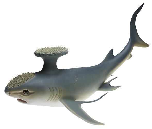 Model of extinct shark.