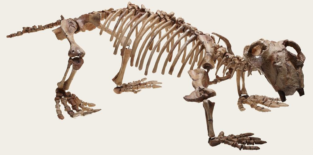 Articulated extinct reptile skeleton.