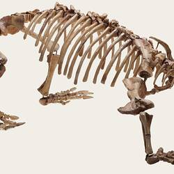 Articulated extinct reptile skeleton.