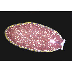 Dorsal view of flatworm.