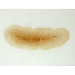 Family Leptoplanidae, flatworm. Portsea Pier, Victoria. [F 172773]