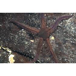 A maroon Brittle Star on a rock.