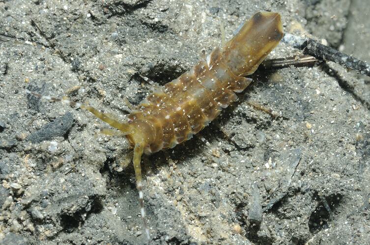 Sea Centipede on muddy sea floor