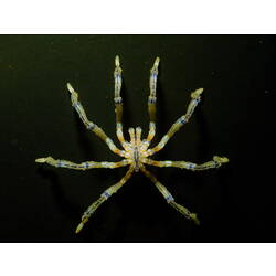 Sea spider against a black background.