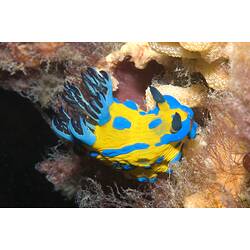 Brightly coloured Verco's Nudibranch on reef.