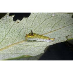 <em>Graphium macleayanum</em>, Macleay's Swallowtail, early instar larva.