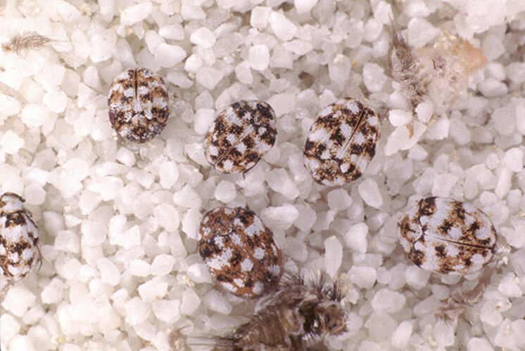 Carpet Beetles on white carpet.