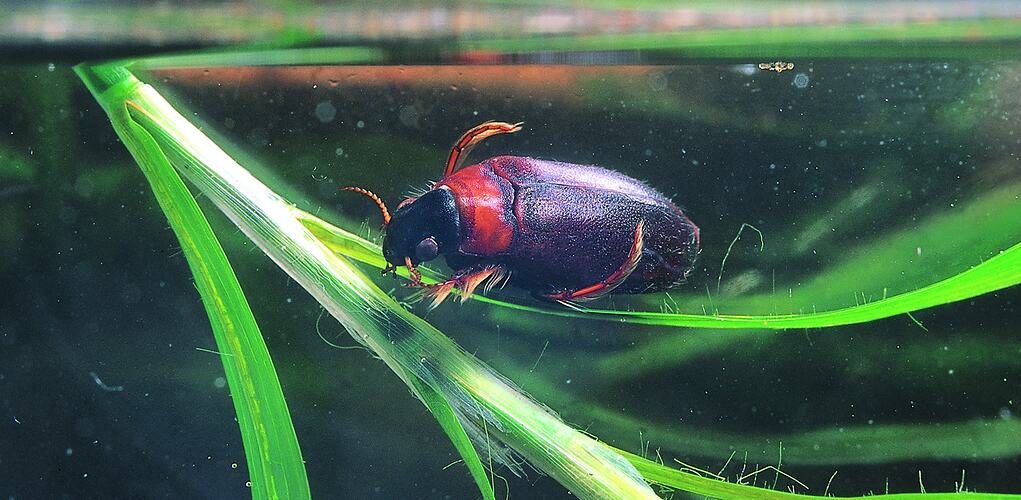 An insect, a Screech Beetle, on an aquatic plant stem.
