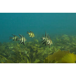 Black and white stripy fish, Old Wives, swimming above seaweed.