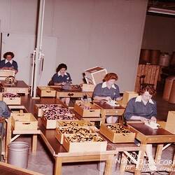 Photograph - Kodak, Women at Desks