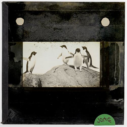 Lantern Slide - Adelie Penguins Playing on a Rock at Cape Denison, BANZARE Voyage 2, Antarctica, 1930-1931