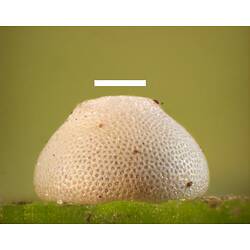 Creamy-orange butterfly egg with scale bar.