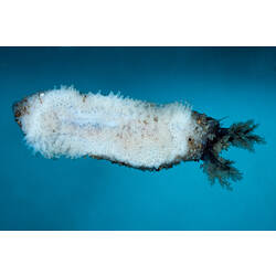 White sea cucumber with dark tentacles.
