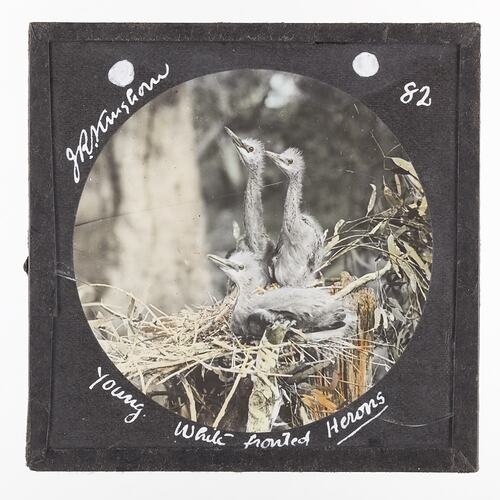 Lantern Slide - Young White Fronted Herons, 1920-1940