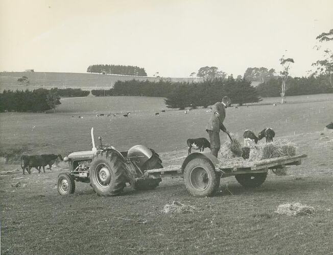 Man spreading hay from back of farm trailer attached to a tractor.