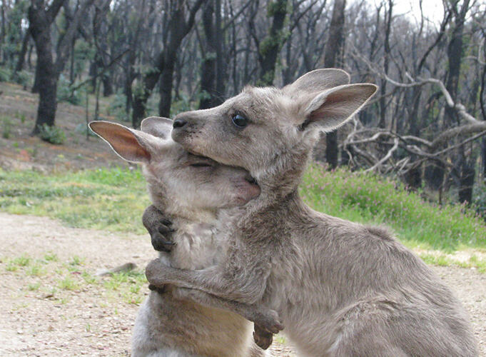 Two kangaroo joeys embracing.